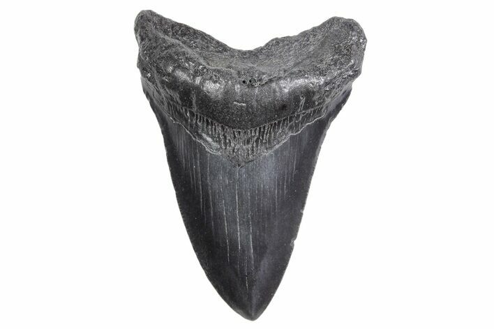 Serrated, Fossil Megalodon Tooth - South Carolina #358993